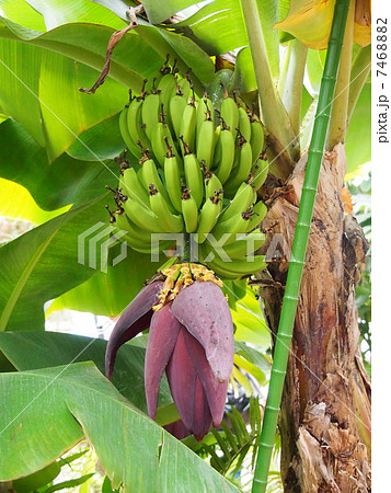 バナナの木　 7468882