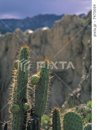 Cacti in the wild 7470084