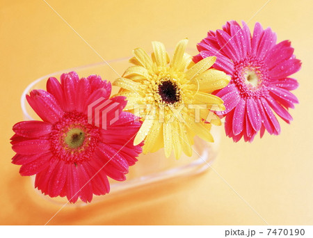 Studio shot of daisy flowers 7470190