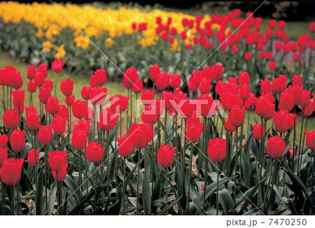 View of flowers outdoors 7470250