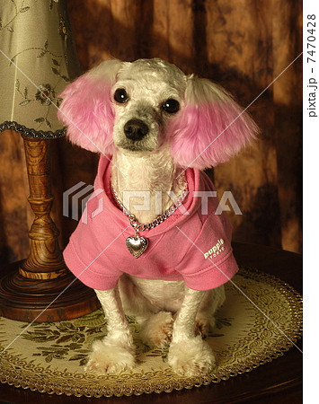 Studio shot of a dog Studio shot of a dog 7470428