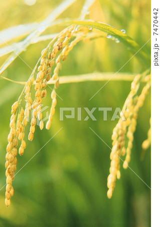 Nature scene in autumn 7470442