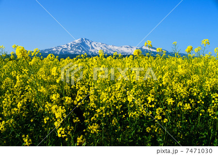 菜の花と鳥海山 7471030