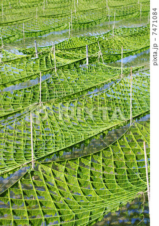 見渡す限りアオノリの養殖 7471084