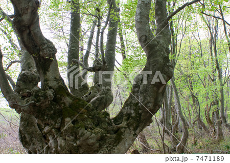 早春の　「あがりこ大王」 7471189