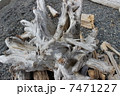 枯れ木　流木　幹 7471227