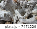 枯れ木　流木　幹 7471229