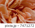 薔薇 7471272
