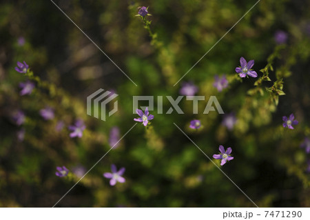 ヒナキキョウソウ 7471290