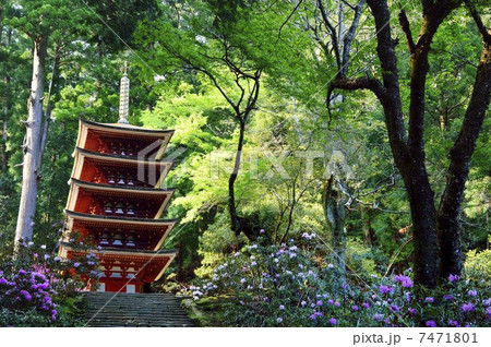 室生寺　国宝五重の塔　シャクナゲ 7471801