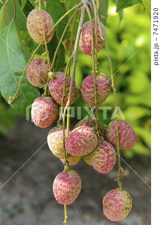 ライチの実 7471920