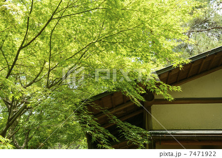 新緑の茶室 7471922