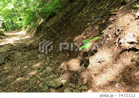 新しい生命 7472112