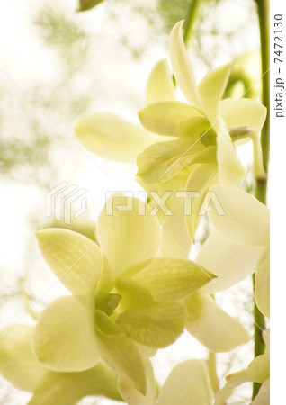 デンファレ デンファレ 7472130