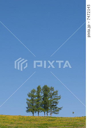五本の木 7472145