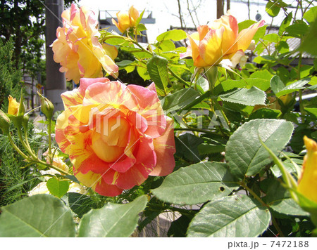 ポールセザンヌ バラ満開 ローズデシスターシェンの写真素材