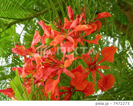 鳳凰木 鳳凰木 7472273