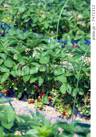 露地栽培 露地栽培 7472312