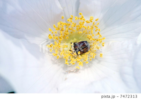 ハナムグリ ハナムグリ 7472313