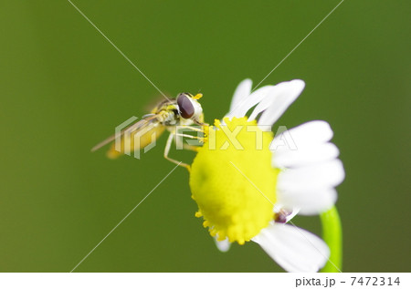 ハナアブ 7472314