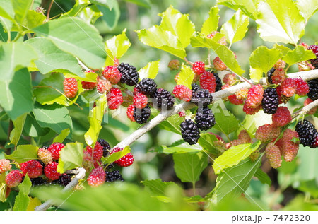 桑の実 桑の実 7472320