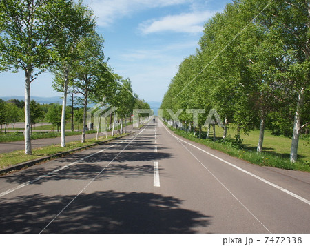 白樺 並木 白樺並木 一本道 青空 白樺 並木 白樺並木 一本道 青空 7472338