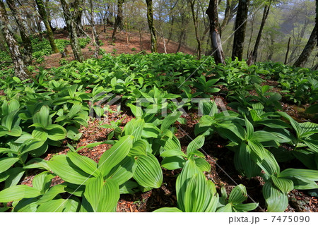 丹沢鍋割山稜・バイケイソウの芽吹き 7475090