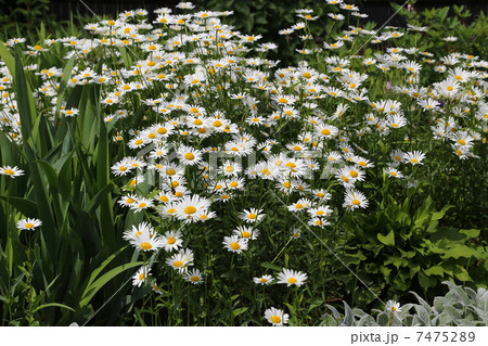 Beautiful daisies 7475289