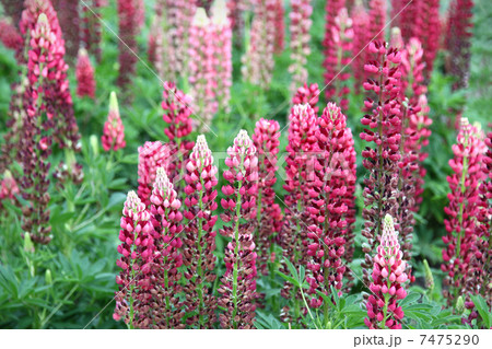 Flowers of lupine Flowers of lupine 7475290