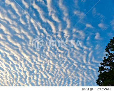 さば雲 7475981