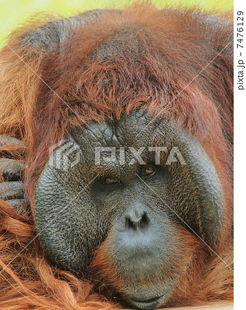 大きな顔のオランウータンのオスの写真素材