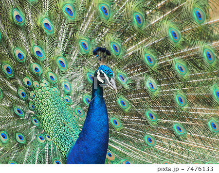 美しい鳥 孔雀の写真素材