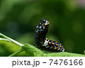キアゲハ幼虫 7476166