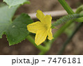 キュウリ雌花 7476181
