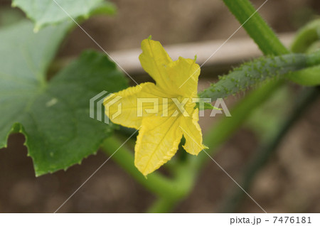 キュウリ雌花 キュウリ雌花 7476181