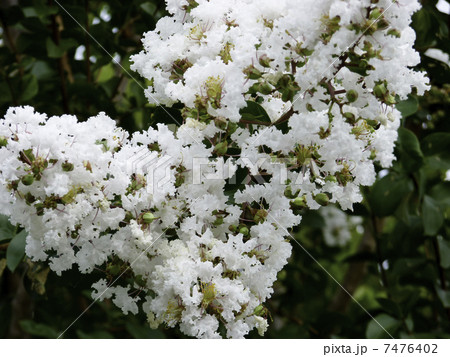 サルスベリの花 7476402