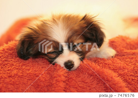 パピヨンの子犬の寝顔 7476576