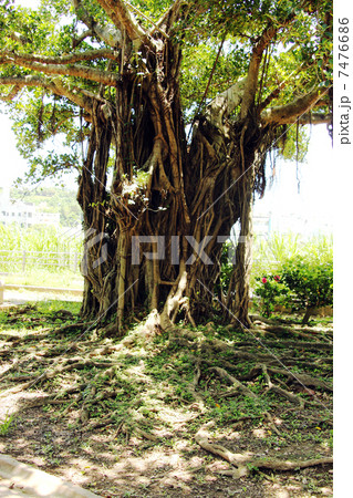 ガジュマル 7476686