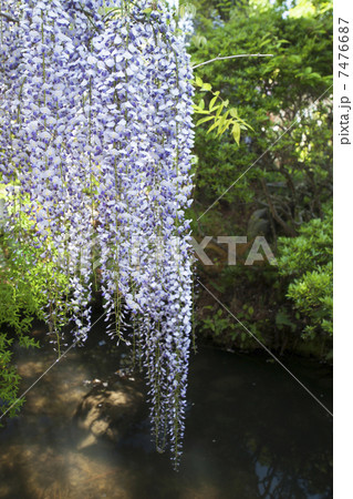 子安地蔵寺の藤 7476687