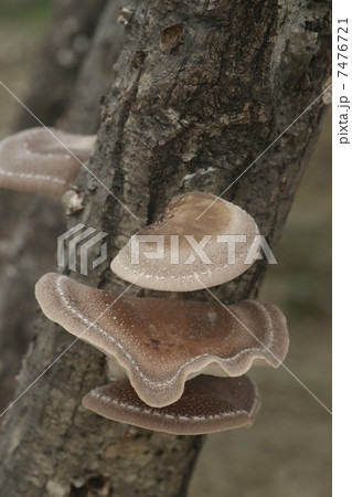 木成りのしいたけ 7476721
