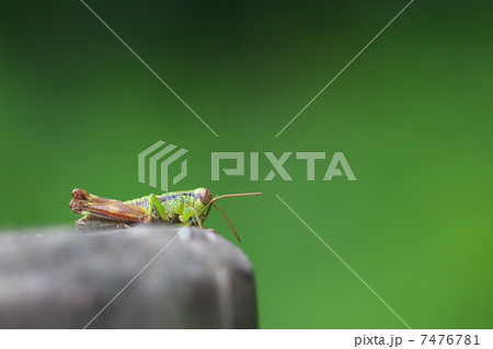 フキバッタ 7476781