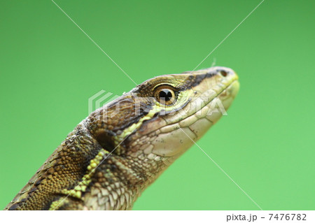 ニホンカナヘビ ニホンカナヘビ 7476782