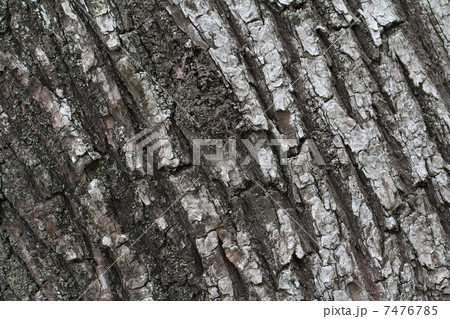 シダレヤナギ 7476785