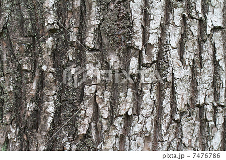 シダレヤナギ 7476786