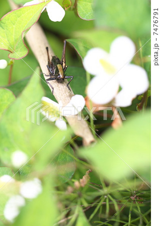 ヒメギス ヒメギス 7476791