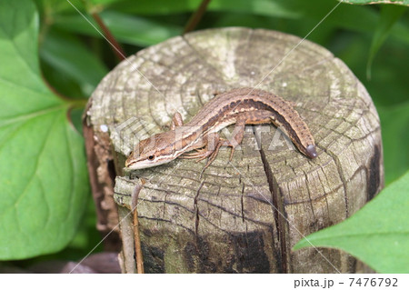 ニホンカナヘビ ニホンカナヘビ 7476792