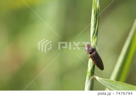 コメツキムシ 7476794