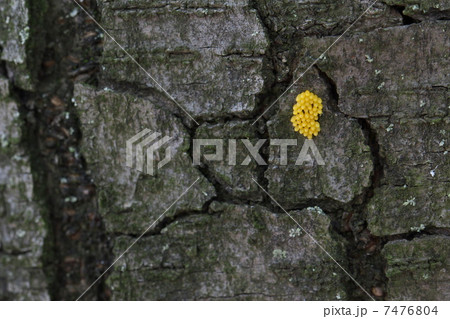 ナミテントウの卵 ナミテントウの卵 7476804