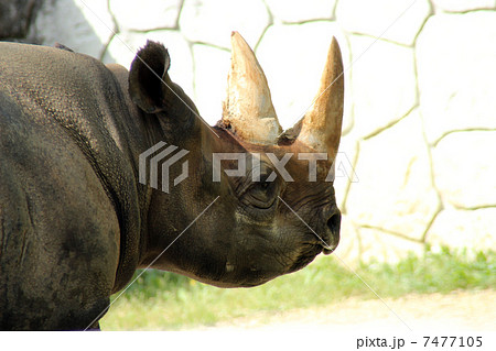 クロサイ 7477105