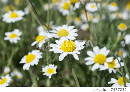 One Wild Camomiles Close Up 7477232